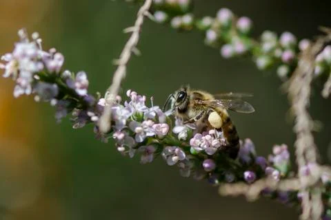 Honey bees 库存照片