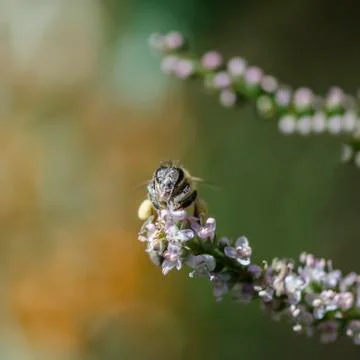 Honey bees Foto stock