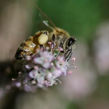 Honey bees 库存照片