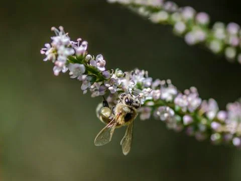 Honey bees Foto stock