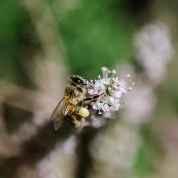Honey bees Foto stock