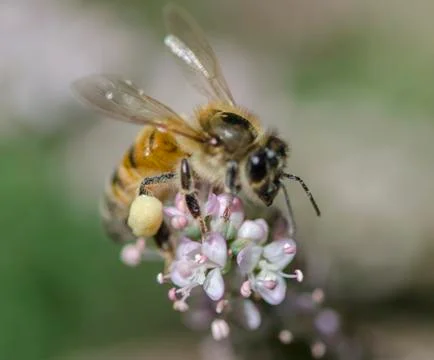 Honey bees 库存照片