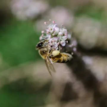 Honey bees Foto stock