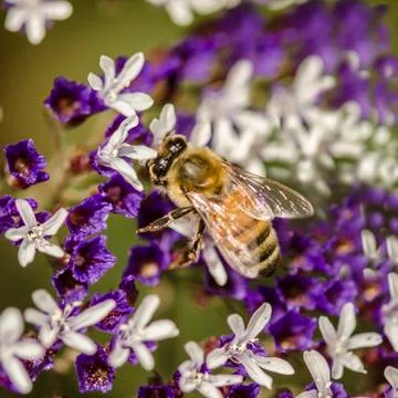 Honey bees 库存照片