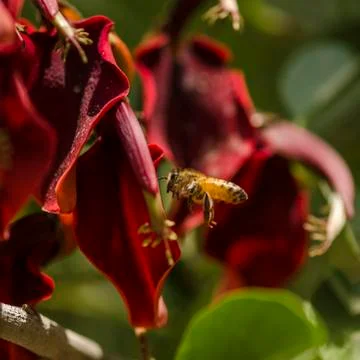 Honey bees 库存照片