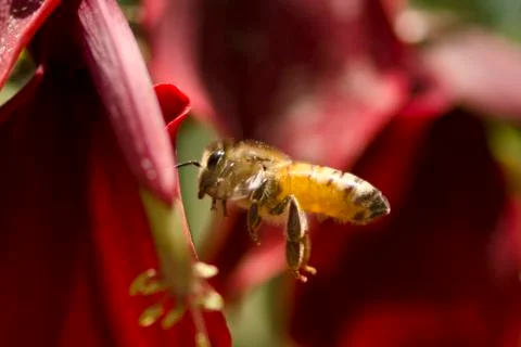 Honey bees Foto stock