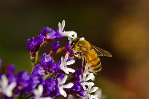 Honey bees 库存照片