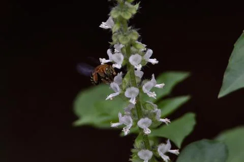 Honey bees Stock Photos