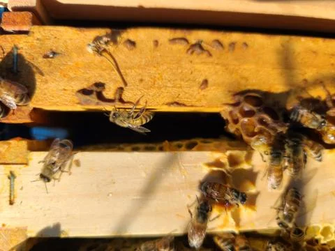Honey bees Stock Photos