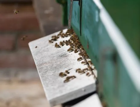Honey bees Stock Photos