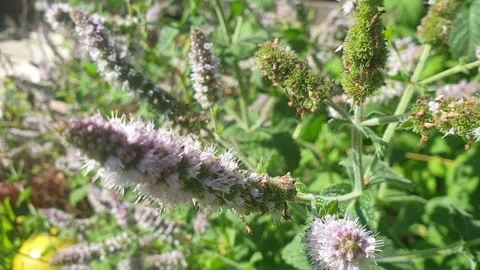 Honey bees on plants of mint Stock Footage 214807465
