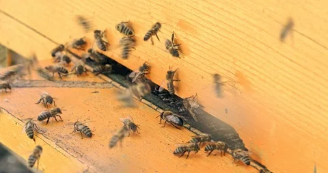Honey bees with pollen flying to the hive on a landing board Stock Footage 100541899