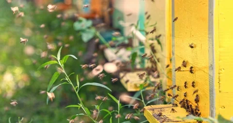 Honey bees with pollen flying to the hive on a landing board Stock Footage 100542283