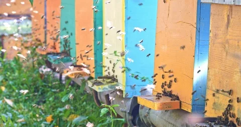 Honey bees with pollen flying to the hive on a landing board Stock Footage 100542538