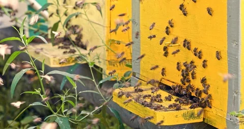 Honey bees with pollen flying to the hive on a landing board Stock Footage 100542550