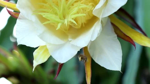 Honey Bee's Pollen Stock Footage 116797565