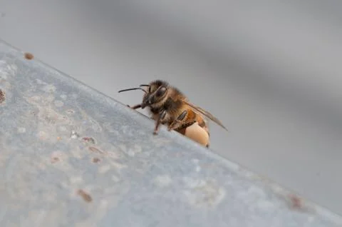 Honey bees with pollen Stock Photos