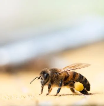 Honey bees with pollen Stock Photos