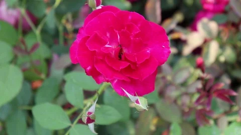 Honey Bees Pollinates in Rose Vídeo Stock 107197055