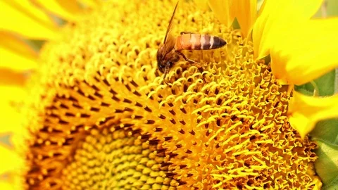 Honey Bees Pollinates on the Sunflower Vídeo Stock 107300365