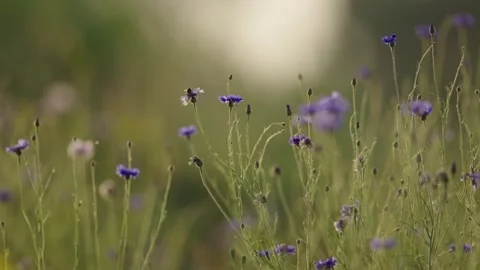 Honey Bees pollinating on the field of blue native medicinal and Stock Footage 244309335