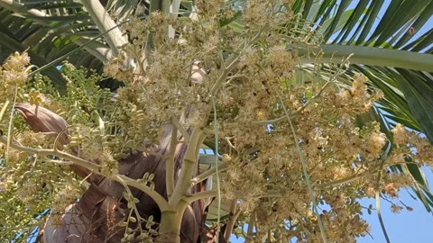 Honey Bees Pollinating Palm Tree Flowers in Bright Sunlight Stock Footage 330336743