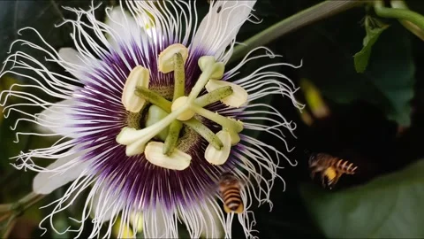 Honey Bees Pollinating Passion Fruit Flower Blooming in Late Afternoon Light Stock Footage 344039608
