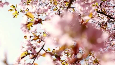 Honey bees pollinating pink cherry blossoms in full bloom. Swaying in the wind Stock Footage 270752242