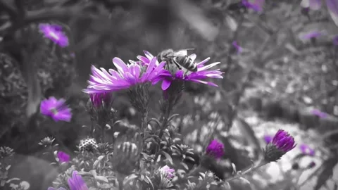 Honey Bees Pollinating Purple Thistle Flowers Stock Footage 310429751