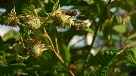 Honey Bees Pollinating Raspberry Flowers, Unripe Green Berries Branch, Close-Up Stock-Footage 345886589
