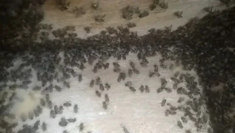 Honey bees queen Stock Footage 169256245