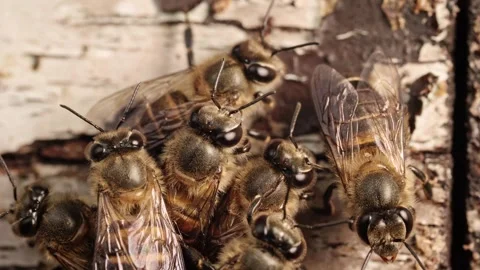 Honey Bees Resting in a Cluster on a Weathered Wooden Hive Surface Stock Footage 346126114