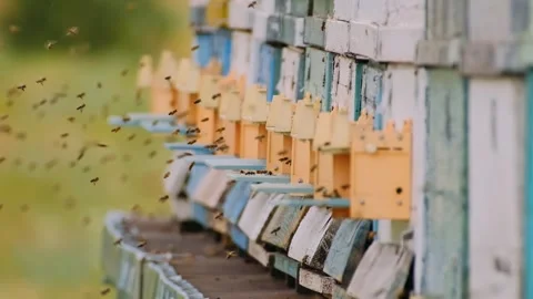 Honey bees return to the beehive after collecting nectar Stock Footage 292677460