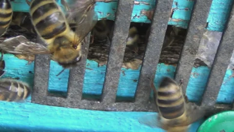 Honey bees return from collecting pollen and nectar to an old wooden beehive Stock Footage 252062435
