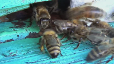 Honey bees return from collecting pollen and nectar to an old wooden beehive Stock-Footage 253407944