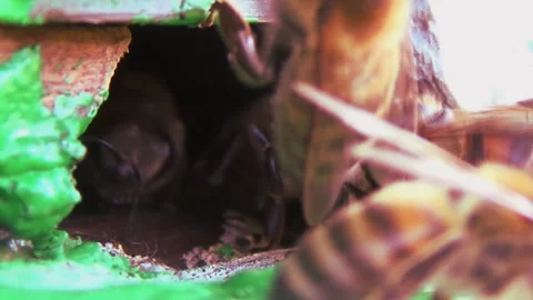 Honey bees return from collecting pollen and nectar to an old wooden beehive Stock-Footage 254192785
