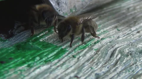Honey bees return from collecting pollen and nectar to an old wooden beehive Stock-Footage 254428025