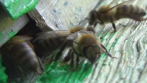Honey bees return from collecting pollen and nectar to an old wooden beehive Stock-Footage 255020822