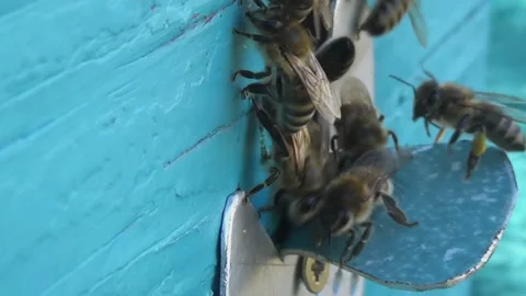 Honey bees return from collecting pollen and nectar to an old wooden beehive Stock-Footage 255020916