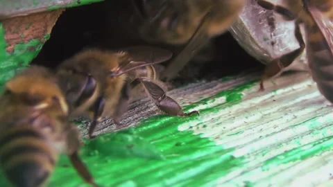 Honey bees return from collecting pollen and nectar to an old wooden beehive Stock-Footage 255226445
