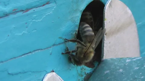 Honey bees return from collecting pollen and nectar to an old wooden beehive Stock-Footage 255226502