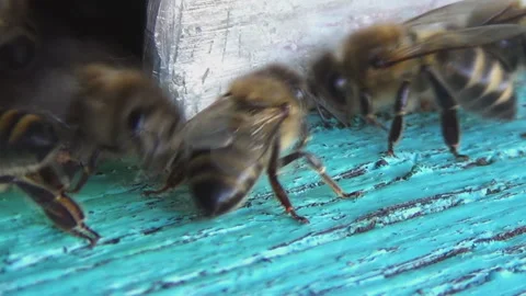 Honey bees return from collecting pollen and nectar to an old wooden beehive Stock Footage 256238140