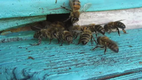 Honey bees return from collecting pollen and nectar to an old wooden beehive Stock-Footage 258110064