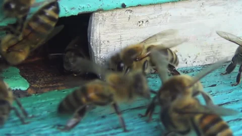 Honey bees return from collecting pollen and nectar to an old wooden beehive Stock-Footage 258894286