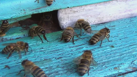 Honey bees return from collecting pollen and nectar to an old wooden beehive Stock-Footage 259287438