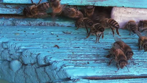 Honey bees return from collecting pollen and nectar to an old wooden beehive Stock-Footage 259419792