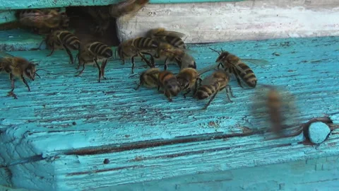 Honey bees return from collecting pollen and nectar to an old wooden beehive Stock-Footage 259845046