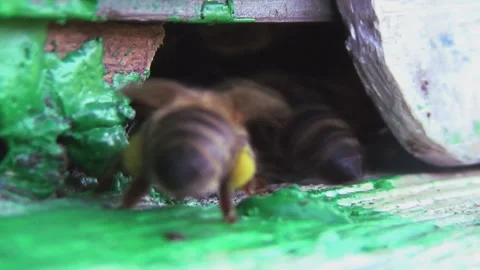 Honey bees return from collecting pollen and nectar to an old wooden beehive Stock-Footage 259845064