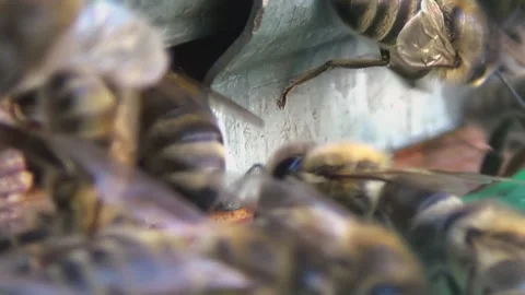 Honey bees return from collecting pollen and nectar to an old wooden beehive Stock-Footage 259976994