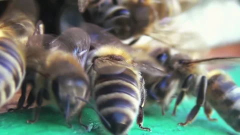 Honey bees return from collecting pollen and nectar to an old wooden beehive Stock-Footage 260077109